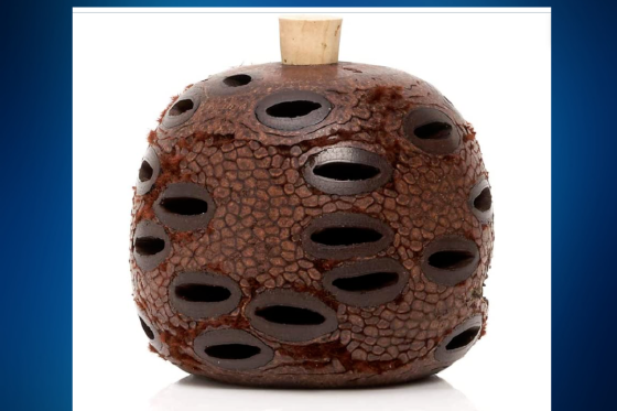 Image of Banksia seed pod essential oil diffuser Medium